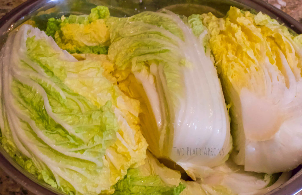 Salted napa cabbage stacked in bowl.