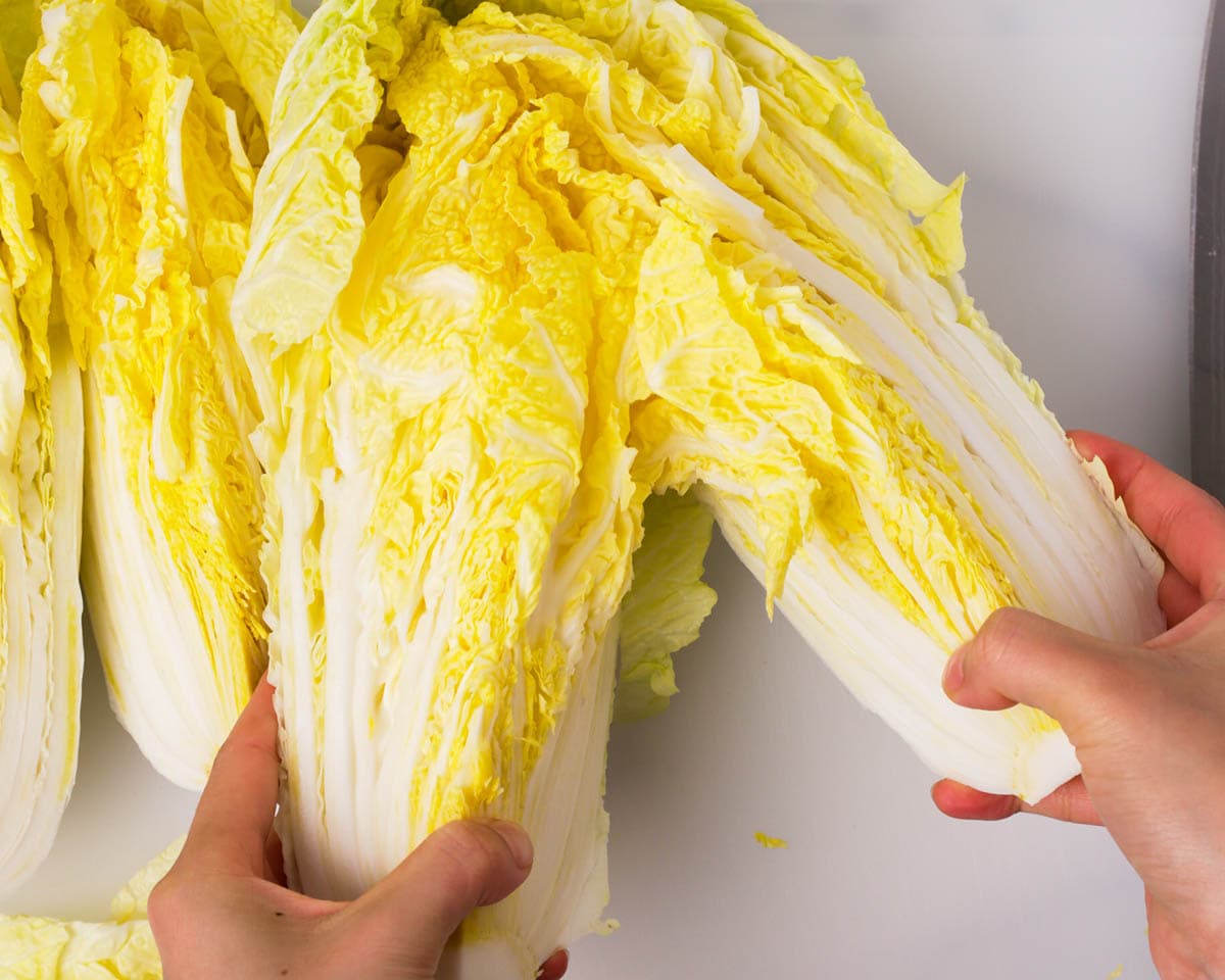 Ripping halved napa cabbage by hand.